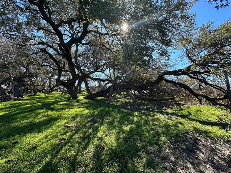 Devine, Medina County, TX Undeveloped Land, Commercial Property, Hunting Property for sale Property ID: 418922533