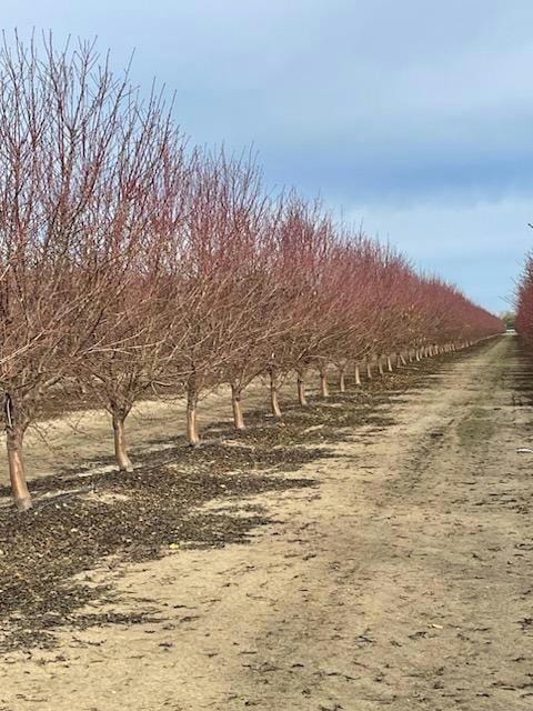 0 NORTH RUSSELL, Firebaugh, CA 93622 Agriculture For Sale  MLS# 224003501 for Rent
