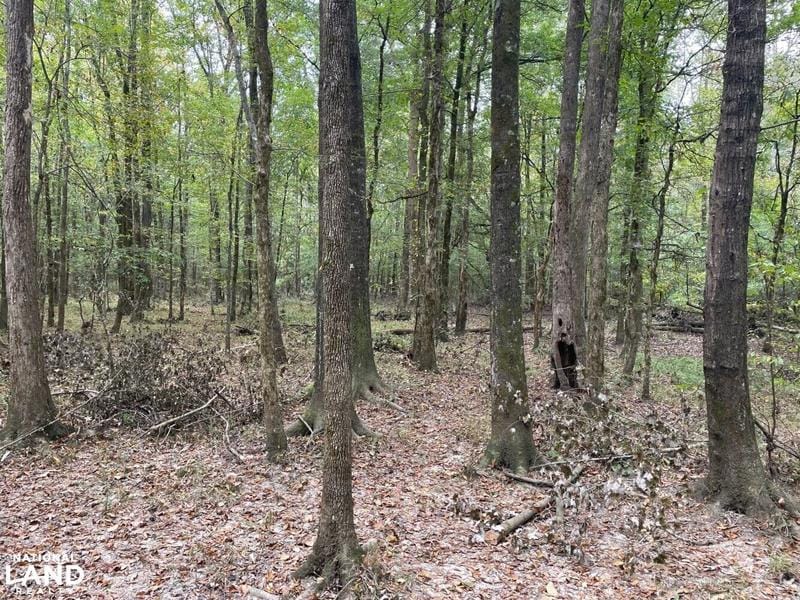 Carthage, Leake County, MS Recreational Property, Timberland Property, Hunting Property for sale Property ID: 415089441