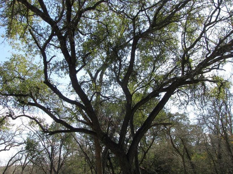 Lot 42 Ph 4 PR 42129, Evant, TX 76525 for Sale