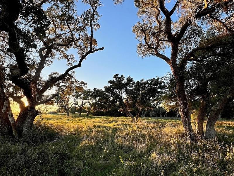 Tract 8 Roitsch Road, Schulenburg, TX 78956 for Sale