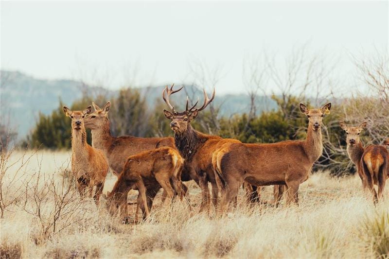 TBD CR 352, Guthrie, TX 79236 for Sale