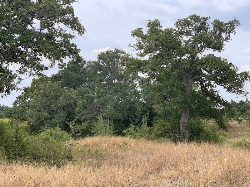 TBD County Road 388, Hallettsville, TX 77964 for Sale