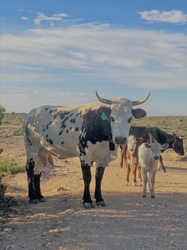 Langtry, Val Verde County, TX Farms and Ranches, Recreational Property, Hunting Property for sale Property ID: 418723900