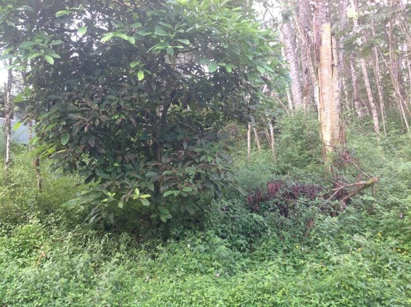 Lehua Road, Pahoa, HI 96778 for Sale