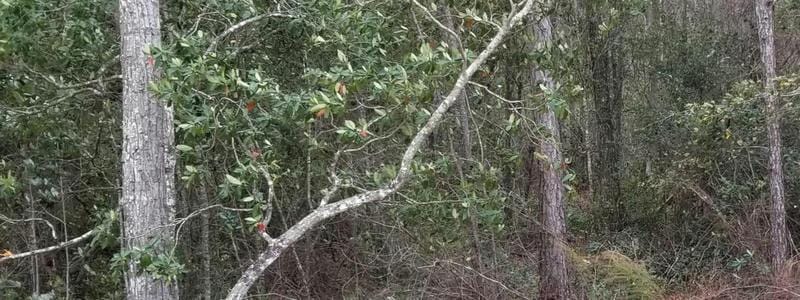 0 BRETT FOREST DRIVE, JACKSONVILLE, FL 32222 Land For Sale  MLS# O6175557