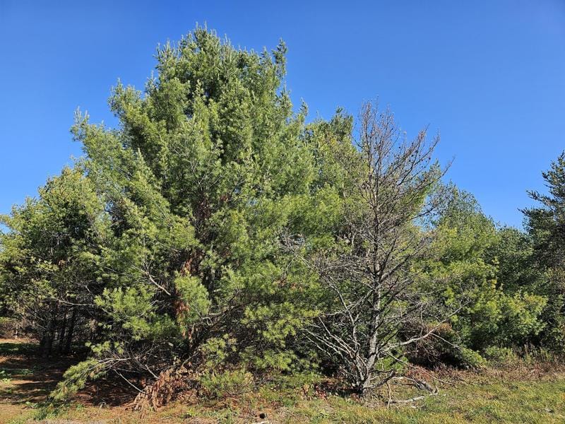 Lot 1 County Rd Ff, Webster, WI 54893 for Sale