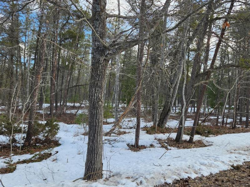 Ocqueoc, Presque Isle County, MI Undeveloped Land, Homesites for sale Property ID: 418828746