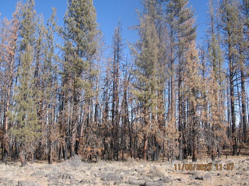 Lot 14N White Birch Way, Bly, OR 97622 - MLS 220173975 for Sale