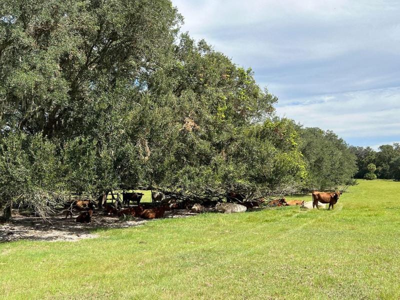 Chiefland, Levy County, FL Farms and Ranches, Horse Property, House for sale Property ID: 418552555