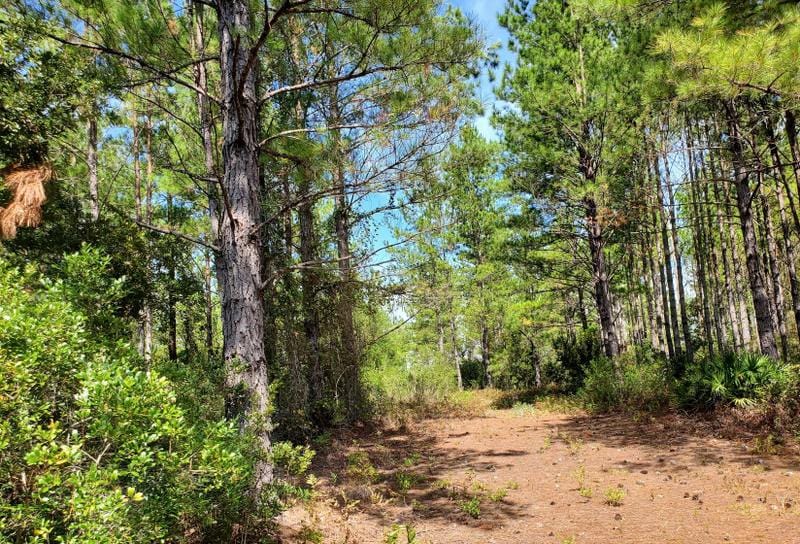 Waycross, Ware County, GA Recreational Property, Timberland Property, Hunting Property for sale Property ID: 417969831