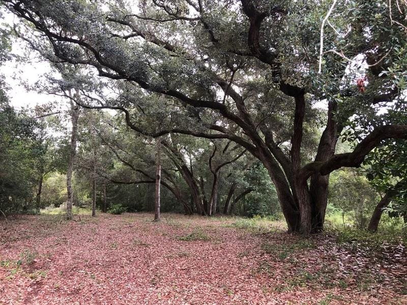 Lanark Village, Franklin County, FL Undeveloped Land, Homesites for sale Property ID: 416994637