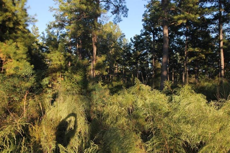 TBD CR 2285, Cleveland, TX 77327 for Sale