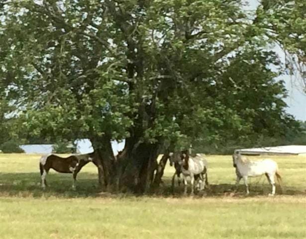 11794 COUNTY ROAD 632 # C, Blue Ridge, TX 75424 Land For Sale  MLS# 20437828