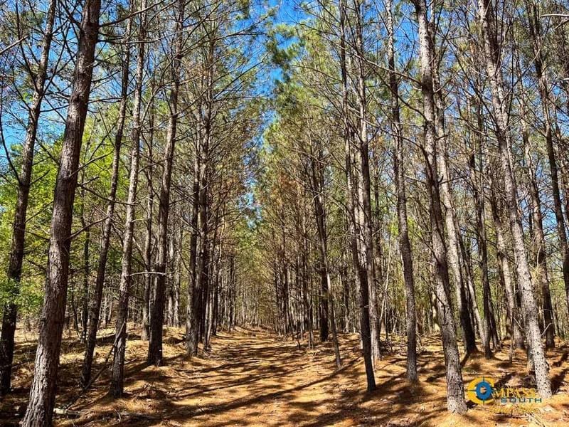 Hohenwald, Perry County, TN Recreational Property, Timberland Property, Hunting Property for sale Property ID: 416589867