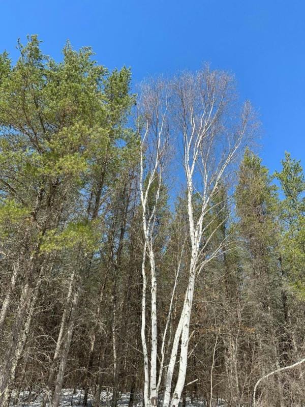 ON CREEK RD, Minocqua, WI 54548 Land For Sale  MLS# 201102