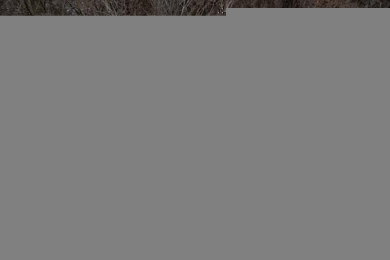 2019 Mercedes-Benz GLS 450 4MATIC SUV for sale