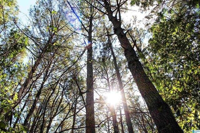 Plot For Sale In Wilsonville, Alabama