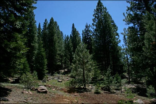 Beautiful.97 Acre Wooded Parcel In Northern California for Sale