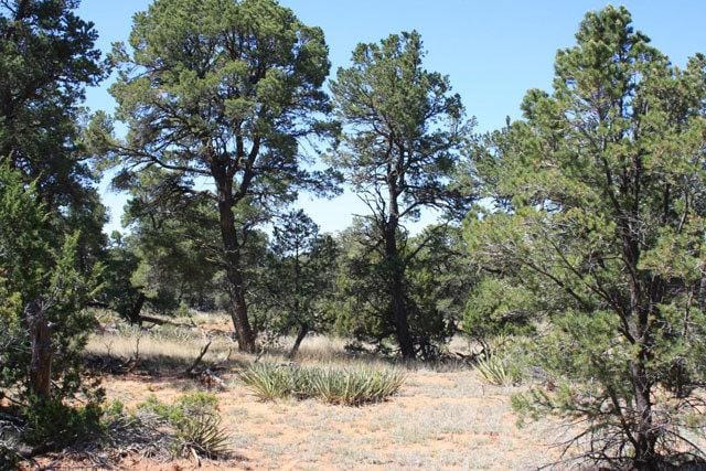 New Mexico Land for Sale, 2.5 Acres