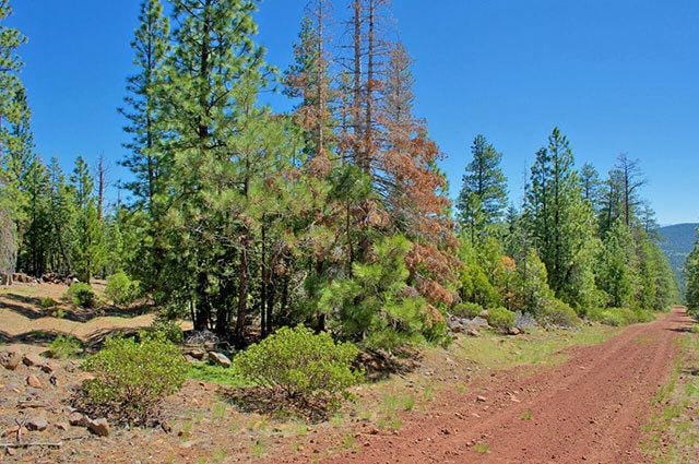 Northern California Forest Land 1 Acre - Tall Pines for Sale