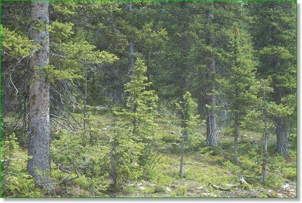 Colorado Mountain Land 5.15 Acres for Sale