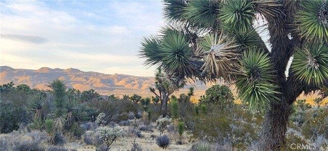 In Yucca Valley CA 92284 for Rent