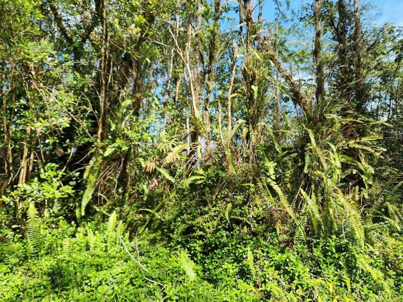 LEHUA RD, PAHOA, HI 96778 Land For Sale  MLS# 707804