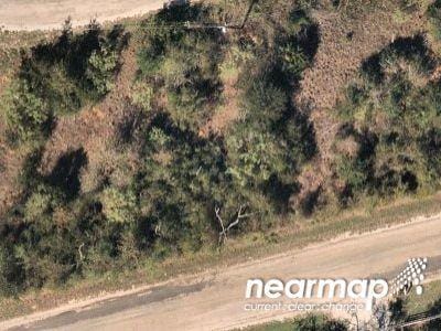 Black Pine Cir for Sale