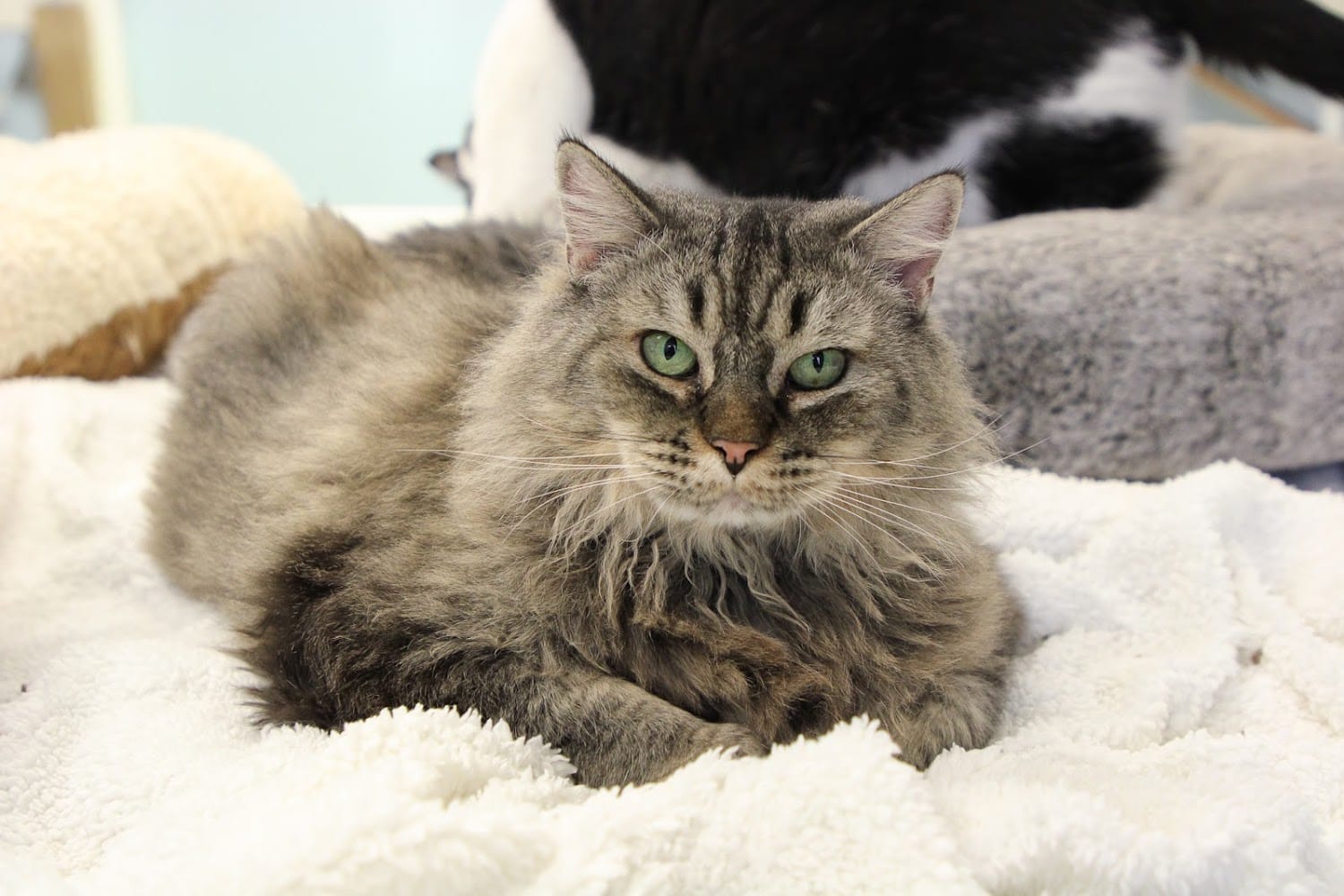 Alaska Humane Society