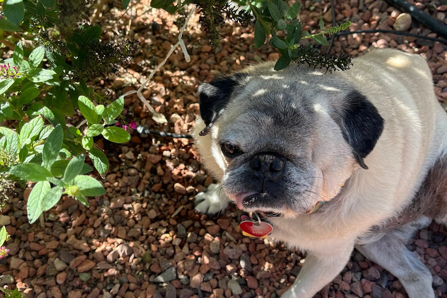 Camp Verde Animal Shelter
