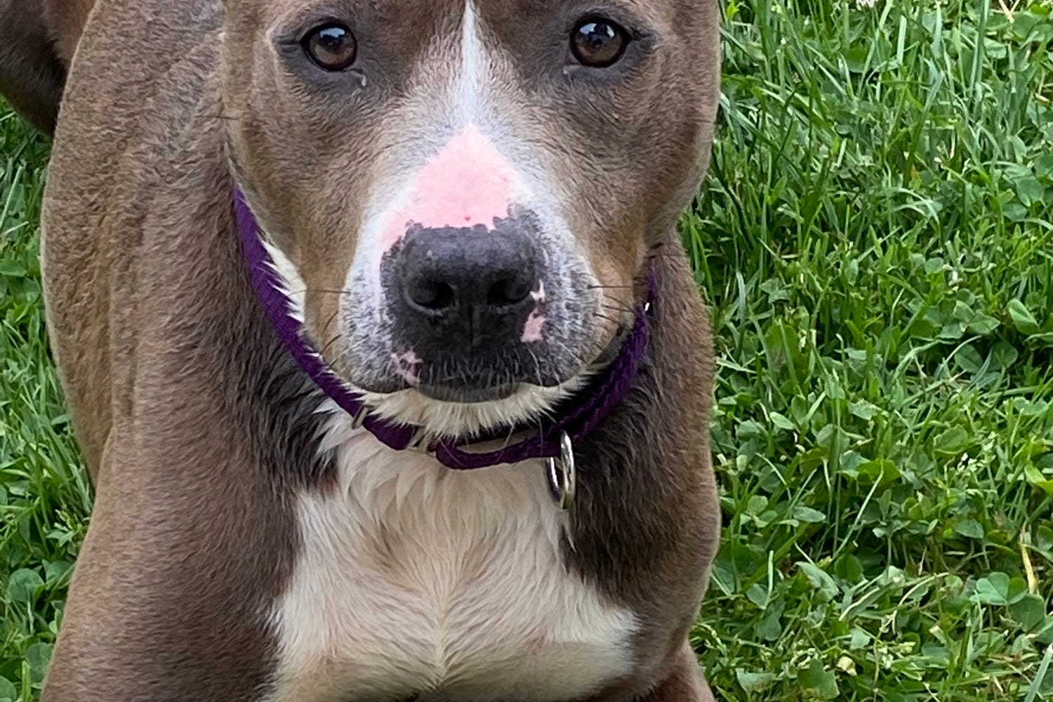 Genesee County Animal Control