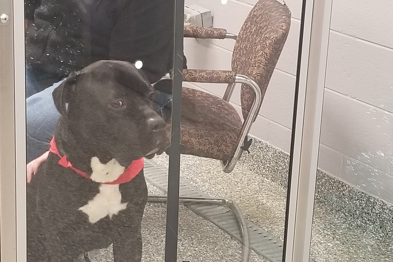 Macomb County Animal Shelter