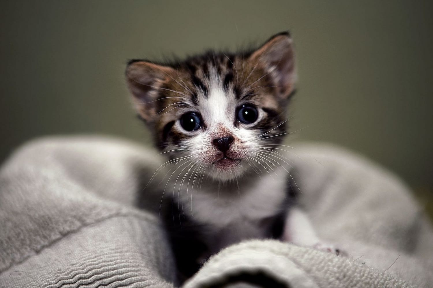 Safe Haven For Cats