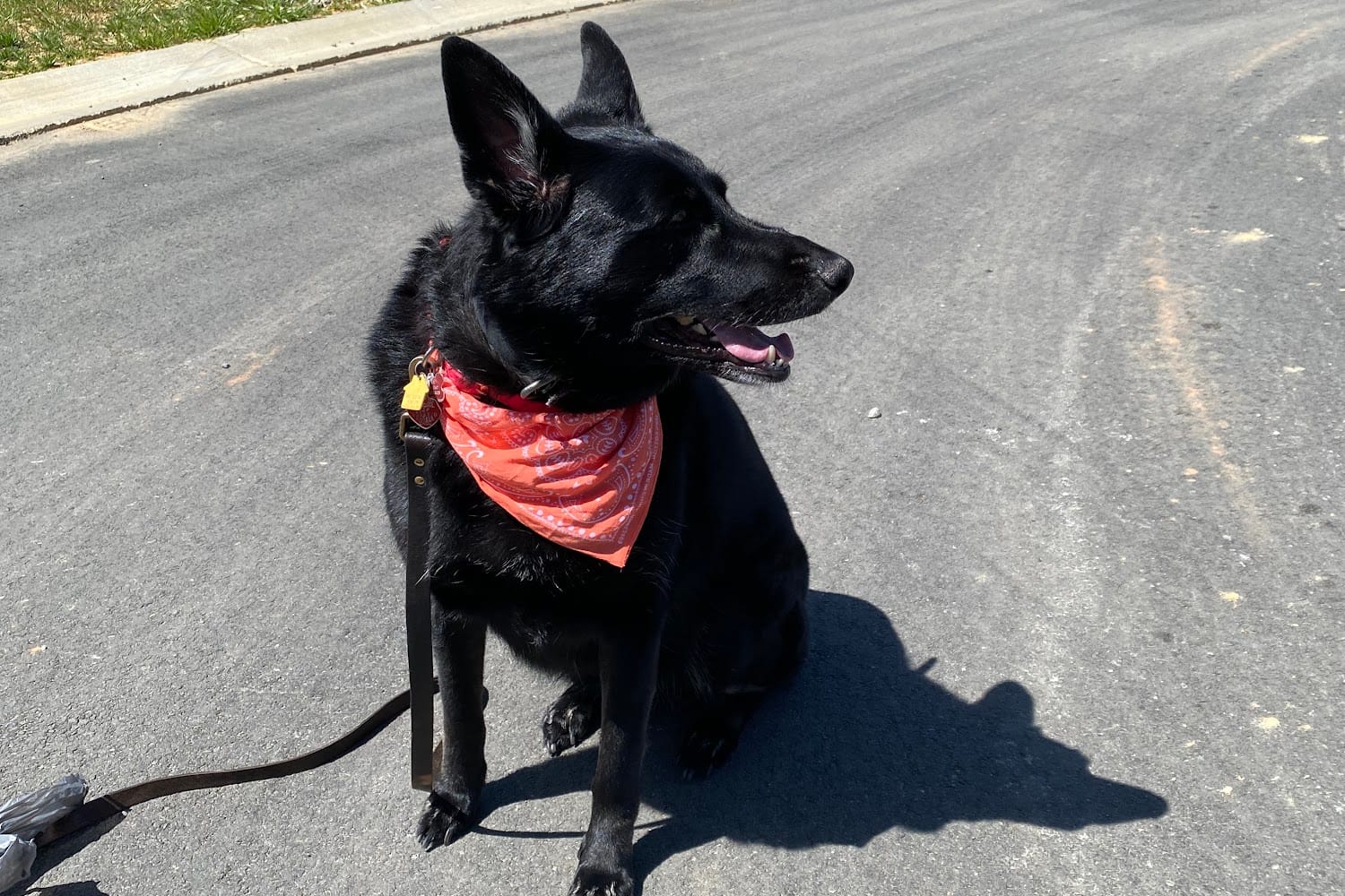 Lineberger Veterinary Hospital