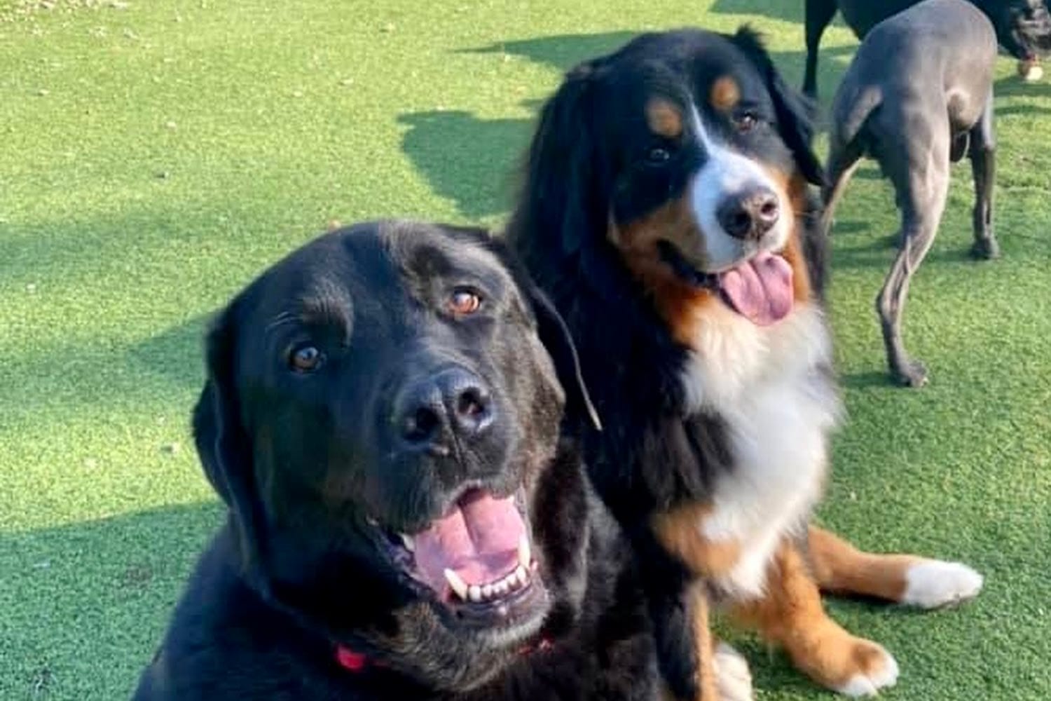 Limestone Veterinary Hospital