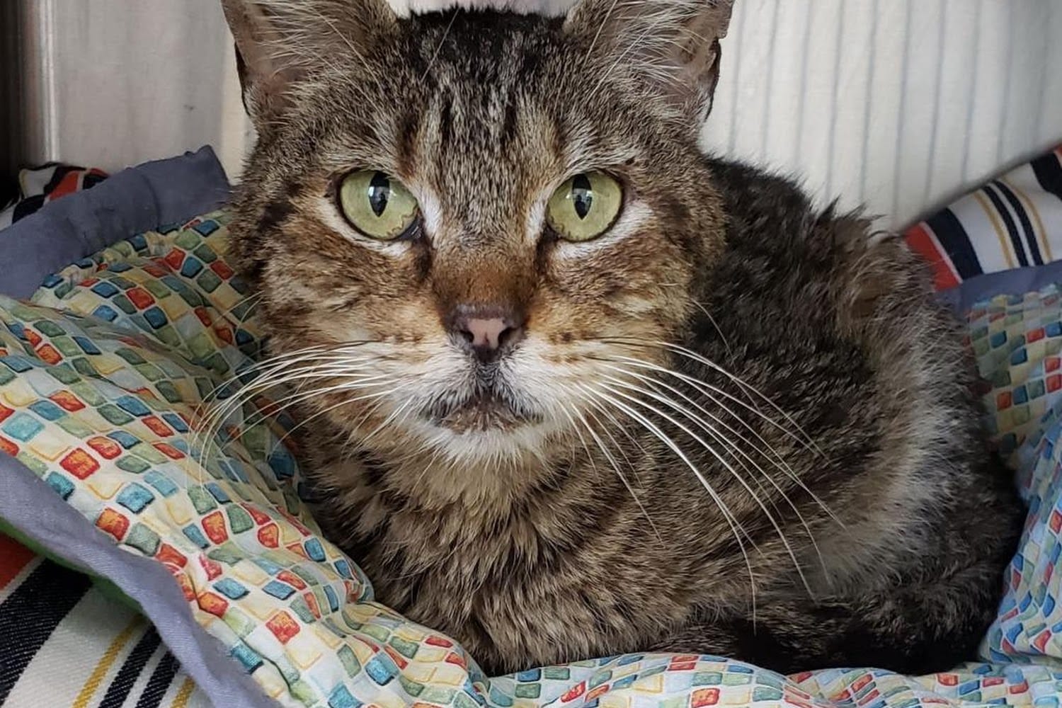 Good Shepherd Humane Society