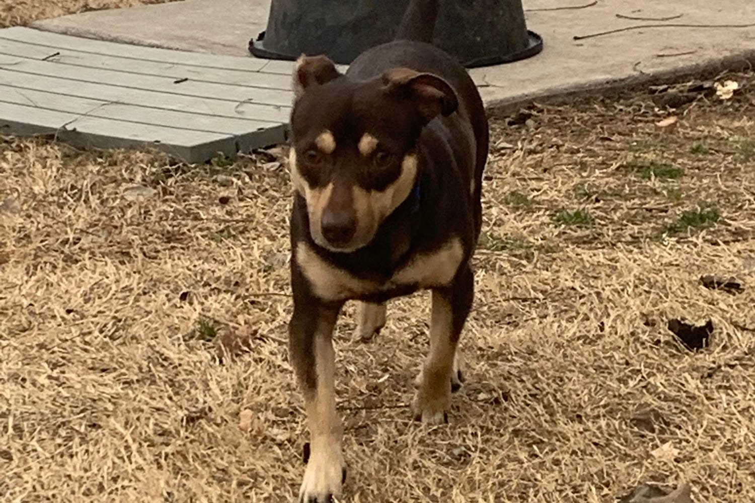 Bella Vista Animal Shelter