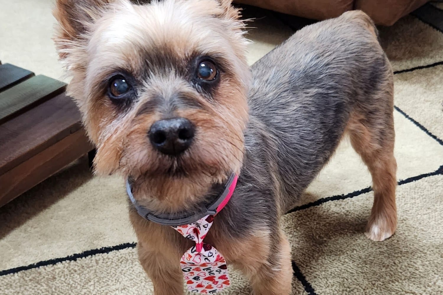 Ocean View Animal Hospital