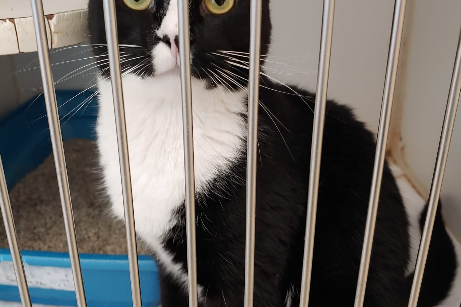 Flagler County Humane Society