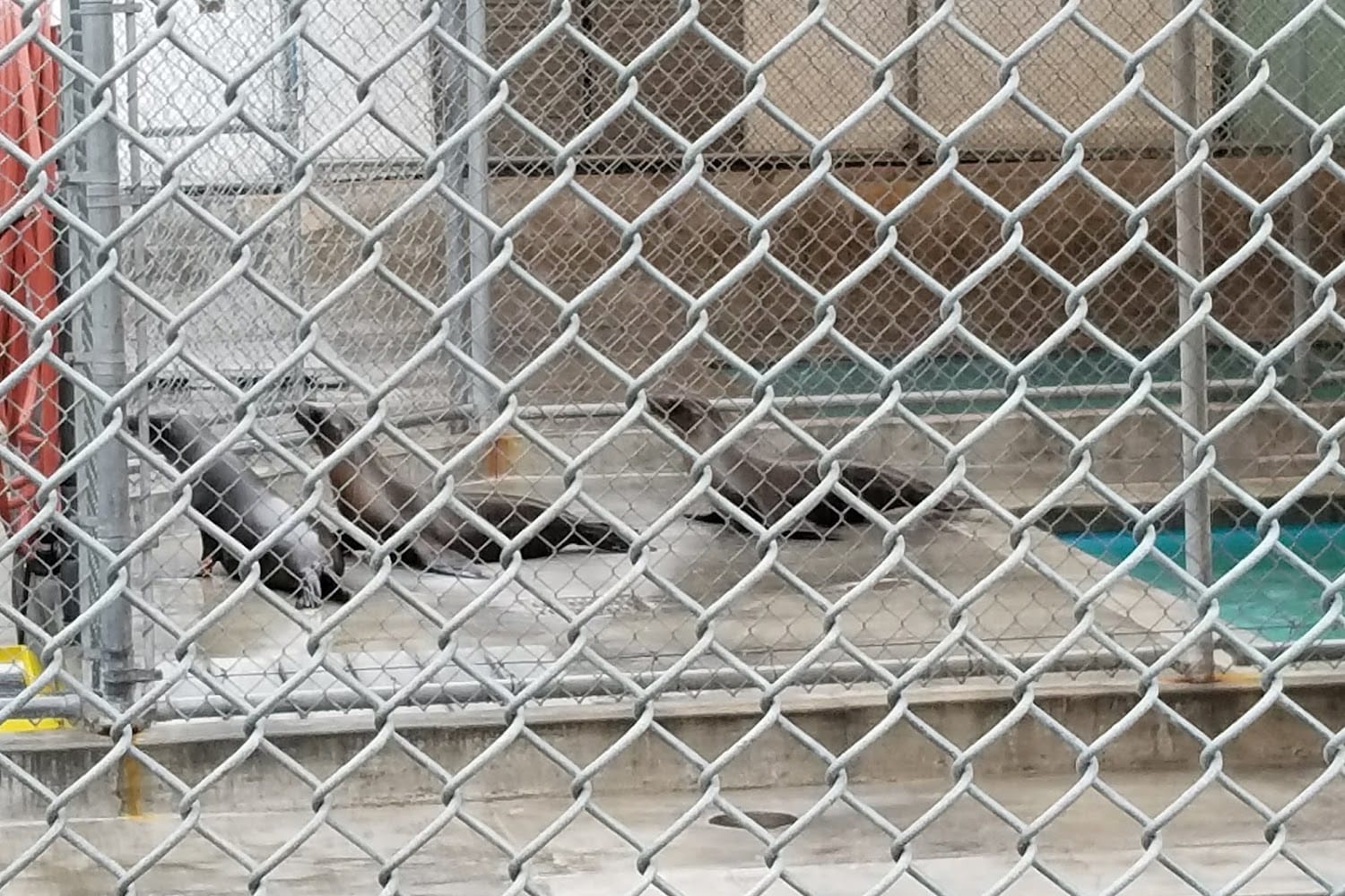 Laguna Beach Animal Shelter