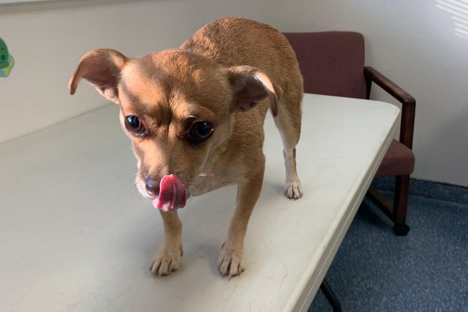Bakersfield SPCA