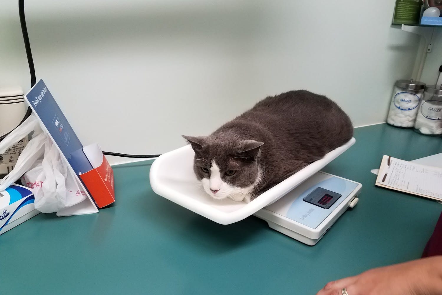 City Cats Medical & Dental Center