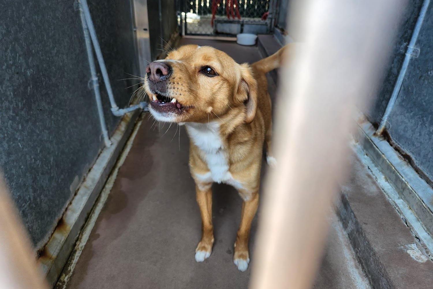The County of San Diego Department of Animal Services