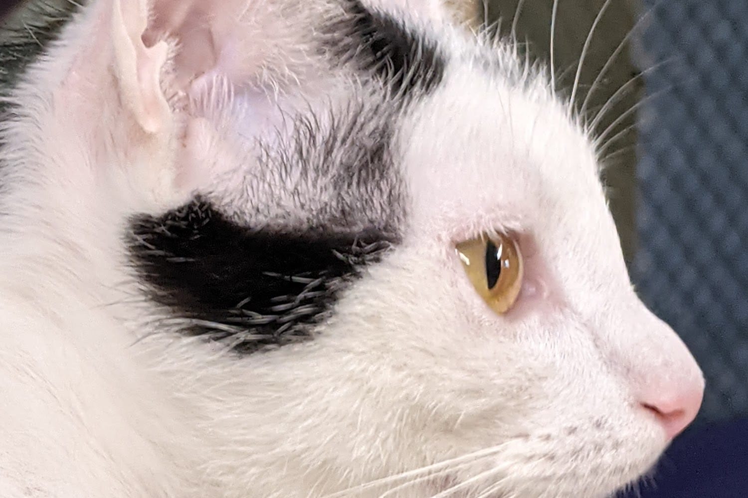 Stray Haven Humane Society