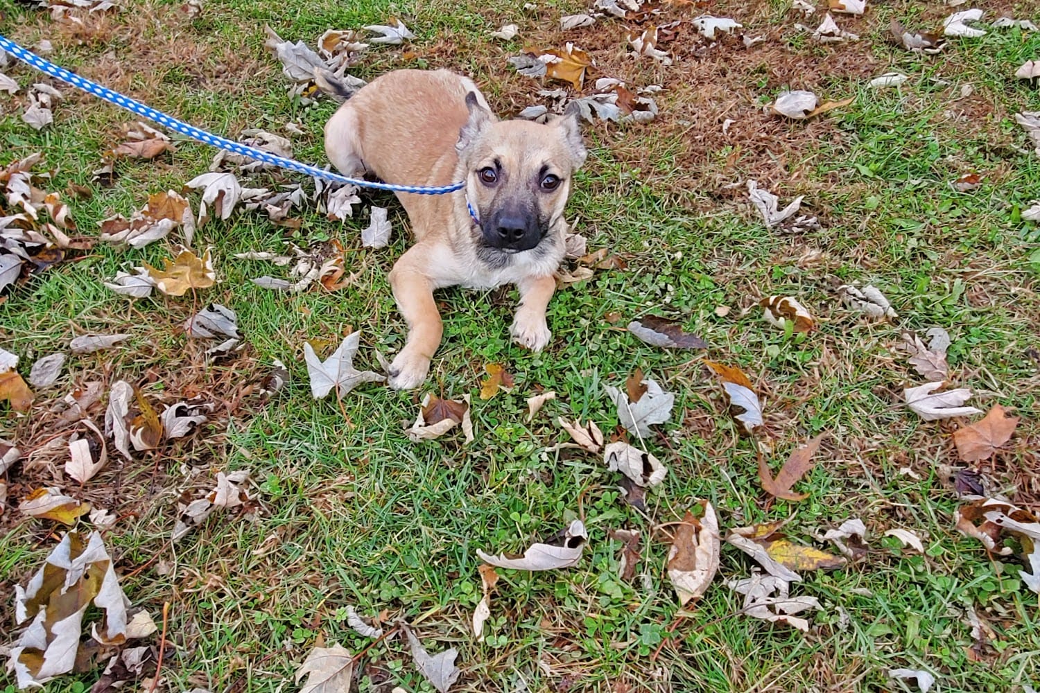 Richland County Animal Control