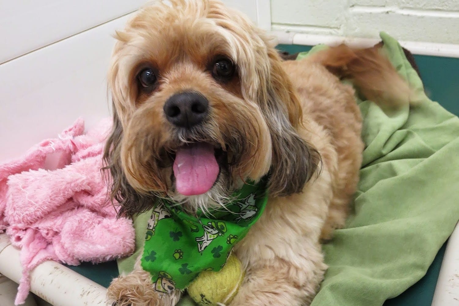 Diamond Dog Rescue
