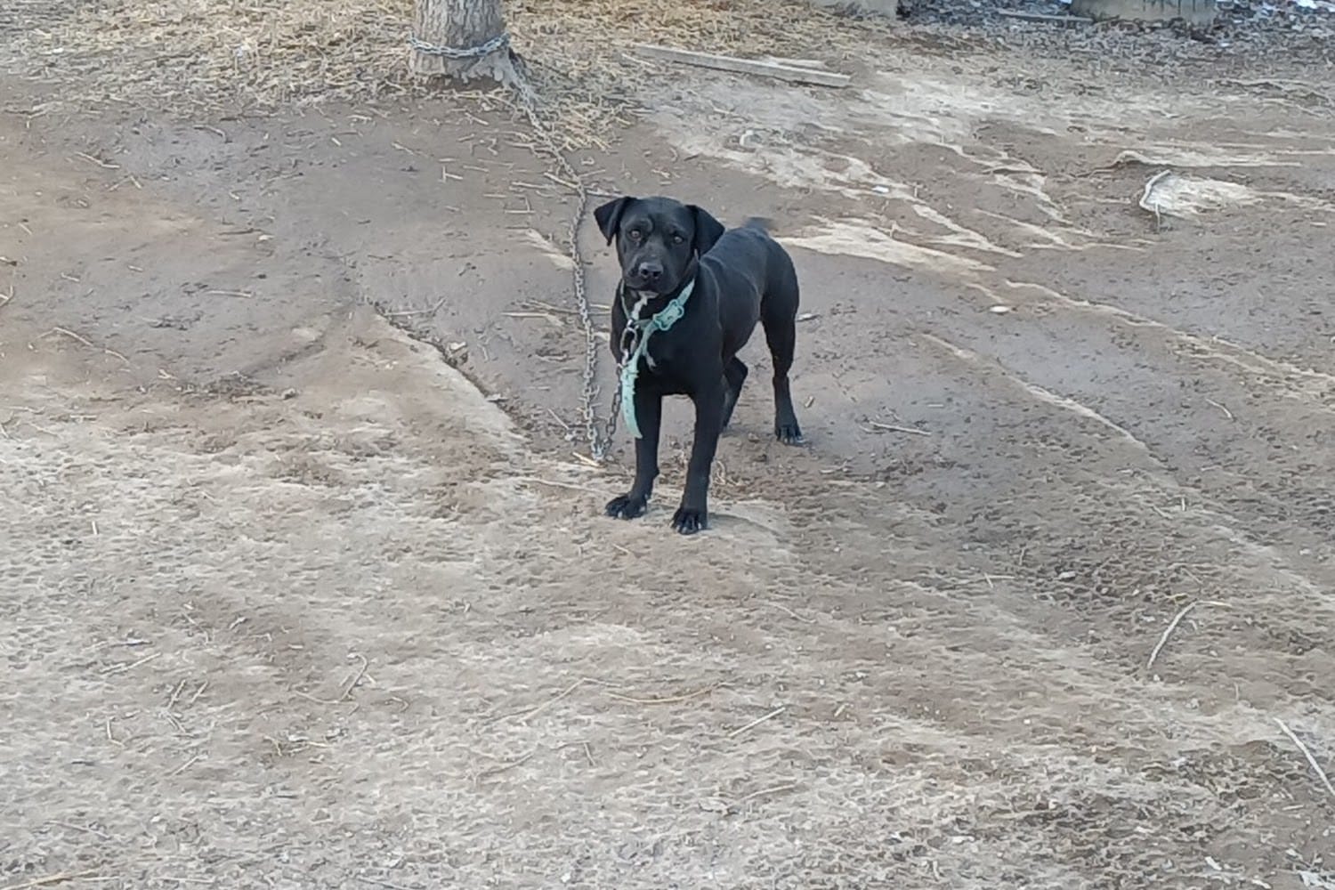 Jackson County Dog Warden