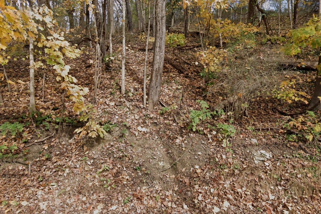 Elm Grove Animal Hospital