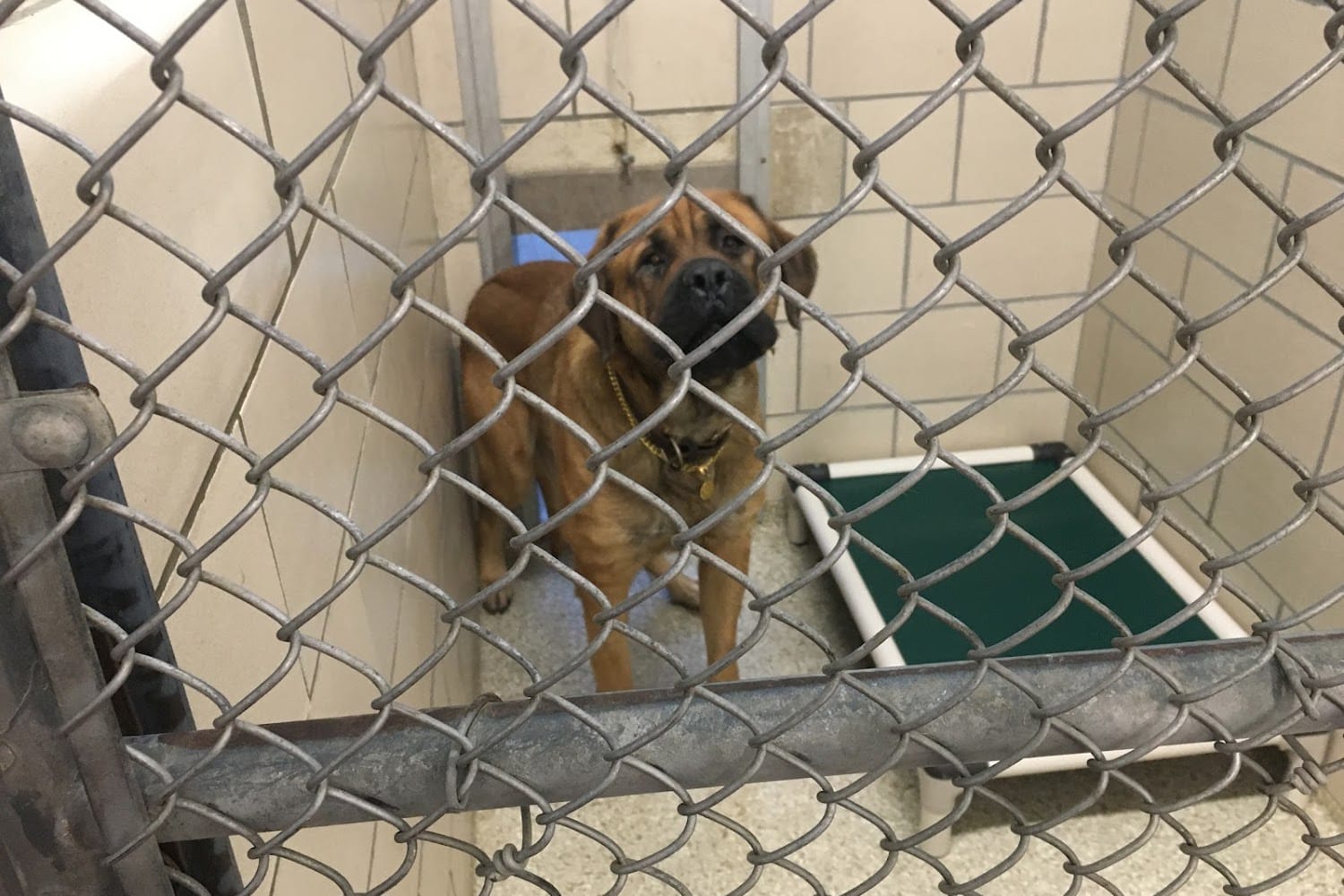Montgomery County SPCA